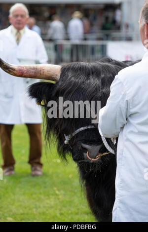 Bos taurus. Black Highland Cow in mostra ad uno spettacolo agricolo. REGNO UNITO Foto Stock