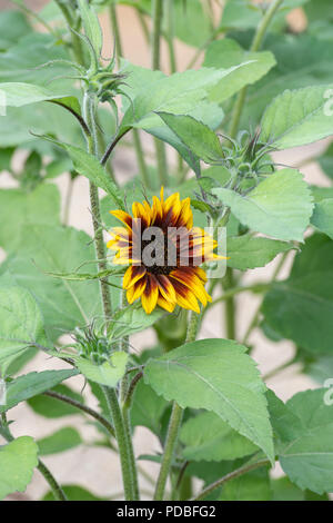 Helianthus annuus " Anello di Fuoco " . Girasole 'Anello di Fuoco" in un giardino inglese. Regno Unito Foto Stock