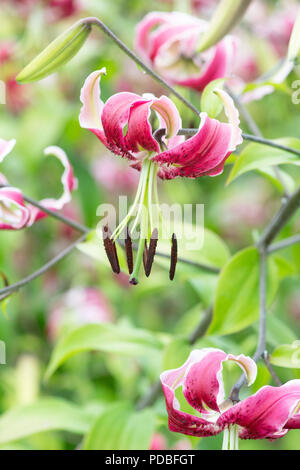 Il Lilium "Bellezza nera". Giglio Orienpet / Oriental Lily 'Black Beauty' Fiori. Regno Unito Foto Stock