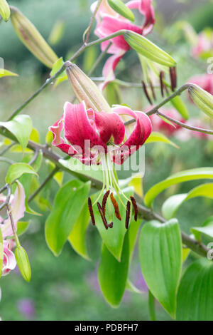 Il Lilium "Bellezza nera". Giglio Orienpet / Oriental Lily 'Black Beauty' Fiori. Regno Unito Foto Stock