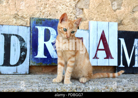 Gattino, 3 mesi di età, lo zenzero Foto Stock