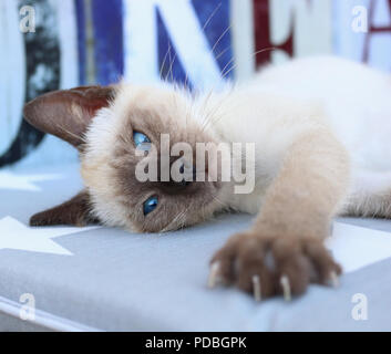 Siamese gattino, tailandese, 7 settimane vecchio punto di tenuta, stirando la zampata Foto Stock