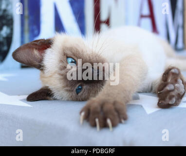 Siamese gattino, tailandese, 7 settimane vecchio punto di tenuta, stirando la zampata Foto Stock