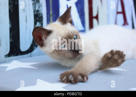 Siamese gattino, tailandese, 7 settimane vecchio punto di tenuta, stirando la zampata Foto Stock