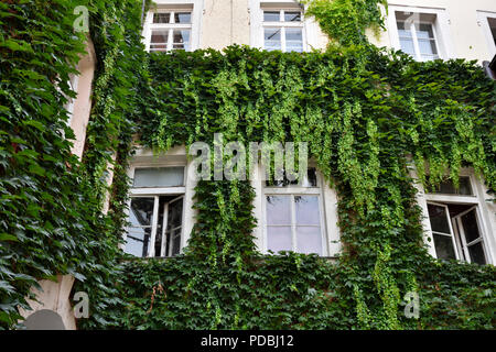 Parete di edificio coperto nella crescita di edera verde che circonda windows, Europa Foto Stock