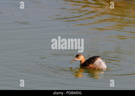 Grèbe castagneux - avec poisson, tuffetto - con il pesce - Podiceps ruficollis Foto Stock