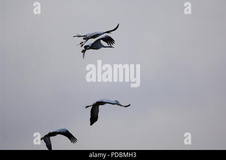 Grues cendrées - vol - gru di volo - Megalornis grus Foto Stock