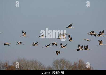 Grues cendrées - vol - gru di volo - Megalornis grus Foto Stock