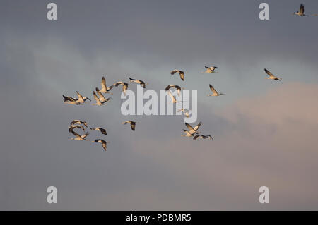 Grues cendrées - vol - gru di volo - Megalornis grus Foto Stock