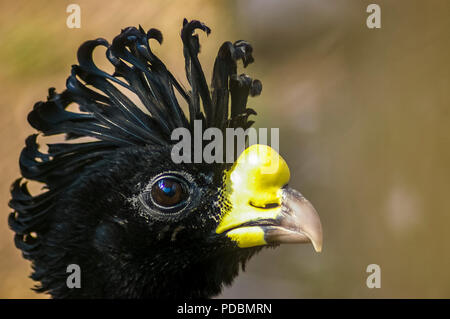 Clore fino colpo alla testa del grande uccello curassow Foto Stock