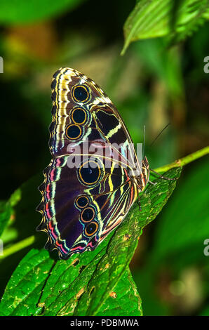 Blue morpho farfalla con le ali chiuse Foto Stock