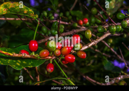 Rosso di bacche di caffè su un albero in Panamas alte terre Foto Stock