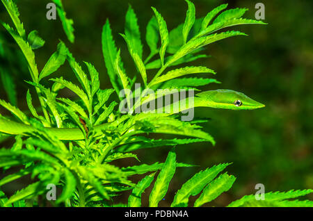 Vite verde serpente immagine presa in Panama Foto Stock