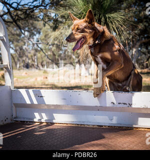 Kelpie saltando nel retro del ute in agriturismo Foto Stock
