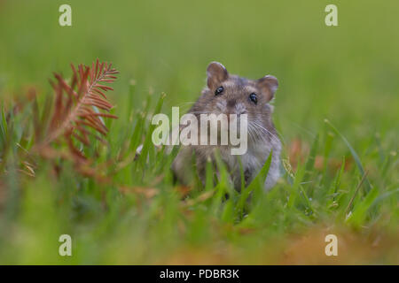 Close up e messa a fuoco selettiva di un Djungarian hamster (Phodopus sungorus), noto anche come il Siberiano criceto, sul prato. Fotografato in Israele nel luglio Foto Stock