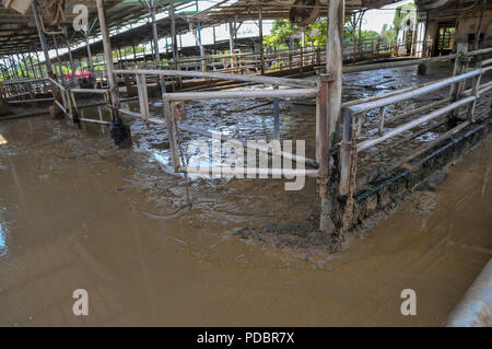 Dairy Farm. Fotografato nel Kibbutz Harduf, Israele Foto Stock