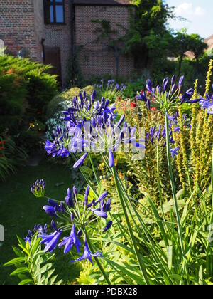 Blue Agapanthus nel sole del pomeriggio a Chenies Manor Sunken garden, Buckinghamshire Foto Stock