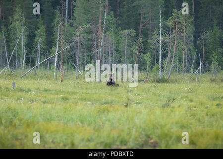 Orso bruno seduto di fronte a una foresta Foto Stock