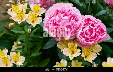 Un bellissimo display di rosa le peonie e Alstroemeria giglio peruviano 'giallo' Amicizia Foto Stock