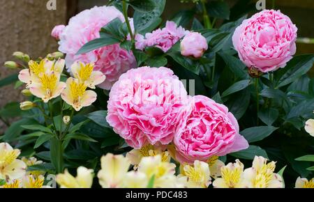 Un bellissimo display di rosa le peonie e Alstroemeria giglio peruviano 'giallo' Amicizia Foto Stock
