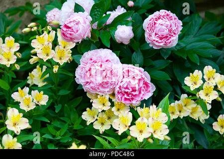 Un bellissimo display di rosa le peonie e Alstroemeria giglio peruviano 'giallo' Amicizia Foto Stock