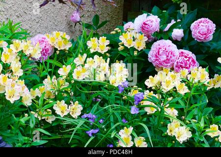 Una bella estate visualizzazione di Alstroemeria, Tradescantia e peonie Foto Stock