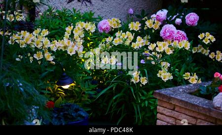 Bella visualizzazione mista di Alstroemeria noto anche come giglio peruviano e peonie rosa con così outdoor Giardino Illuminazione Foto Stock