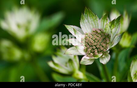 Astrantia major masterwort maggiore Foto Stock