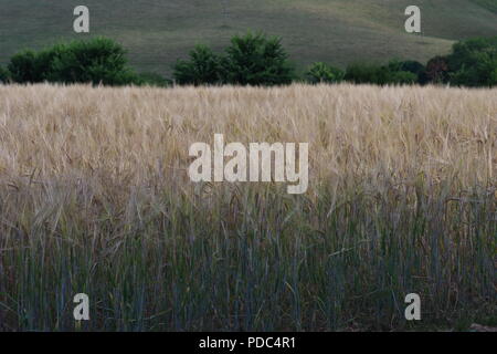 Campo d'oro di maturazione raccolto di orzo. Devon Estate terreni agricoli. Whitestone, Exeter, Devon, Regno Unito. Agosto, 2018. Foto Stock