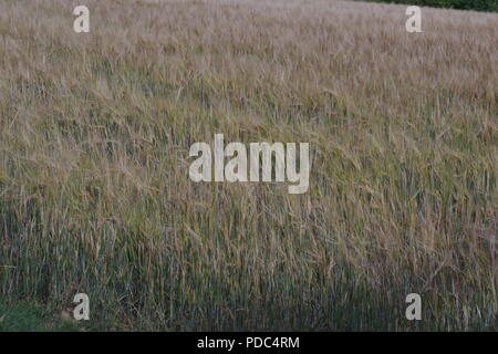 Campo d'oro di maturazione raccolto di orzo. Devon Estate terreni agricoli. Whitestone, Exeter, Devon, Regno Unito. Agosto, 2018. Foto Stock