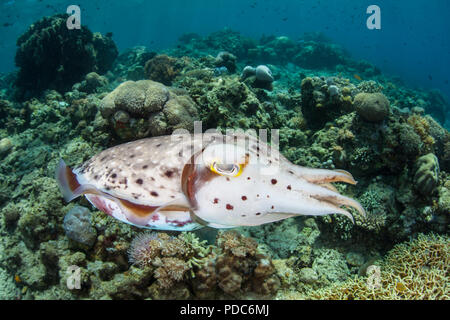 Una femmina Broadclub Le Seppie Sepia latimanus, posiziona il puntatore del mouse sopra una barriera corallina nel Parco Nazionale di Komodo, Indonesia. Foto Stock