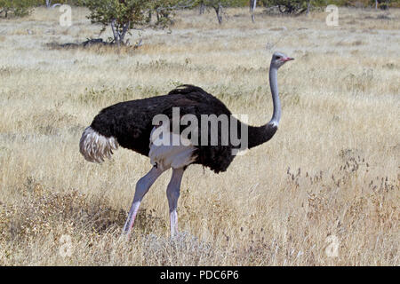 Comune di sesso maschile (struzzo Struthio camelus australis), il Parco Nazionale di Etosha, Namibia. Foto Stock