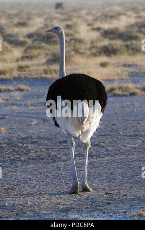 Comune di sesso maschile (struzzo Struthio camelus australis), il Parco Nazionale di Etosha, Namibia. Foto Stock