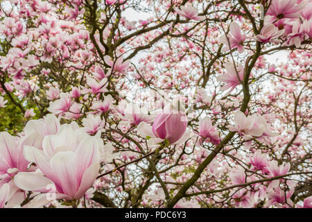 Rosa o bianco fiori di fioritura albero di magnolia (Magnolia denudata) in primavera Foto Stock