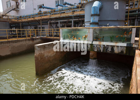 Tongling, cinese della provincia di Anhui. 8 Ago, 2018. Le acque reflue depurate è visto a Tongling Metalli Non Ferrosi Group Holdings Co. Ltd in città Tongling, est cinese della provincia di Anhui, e il Agosto 8, 2018. Tongling governo prende misure per migliorare il contesto ecologico e sviluppare industria verde lungo il fiume Yangtze. Credito: Jin Liwang/Xinhua/Alamy Live News Foto Stock