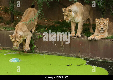 Lo Zoo di Londra. Regno Unito 9 Ago 2018 - London Zoo leonesse Asiatico, Heidi, indi e Rubi, giocando con le sfere di Boomer per contrassegnare il mondo Lion il giorno che è il 10 agosto. Le sfere dipinte con un burst di vivaci colori ispirati dal Gujarat, casa di leoni Asiatici in India Occidentale e profumate con orgoglio preferito di erbe aromatiche e spezie per il felino festeggiamenti. Credito: Dinendra Haria/Alamy Live News Foto Stock