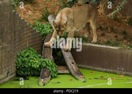 Lo Zoo di Londra. Regno Unito 9 Ago 2018 - London Zoo leonesse Asiatico, Heidi, indi e Rubi, giocando con le sfere di Boomer per contrassegnare il mondo Lion il giorno che è il 10 agosto. Le sfere dipinte con un burst di vivaci colori ispirati dal Gujarat, casa di leoni Asiatici in India Occidentale e profumate con orgoglio preferito di erbe aromatiche e spezie per il felino festeggiamenti. Credito: Dinendra Haria/Alamy Live News Foto Stock