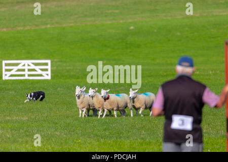 Nannerch, il Galles del Nord, . Regno Unito Meteo: caldo e soleggiato perfetto per la Nazionale Gallese Sheep Dog prove essendo trattenuto nel villaggio rurale di Nannerch al Penbedw Estate in Flintshire parte della gamma Clwydian. Un pastore e il suo sheepdog competere a livello nazionale Sheep Dog prove in Nannerch, Flintshire, Galles Foto Stock