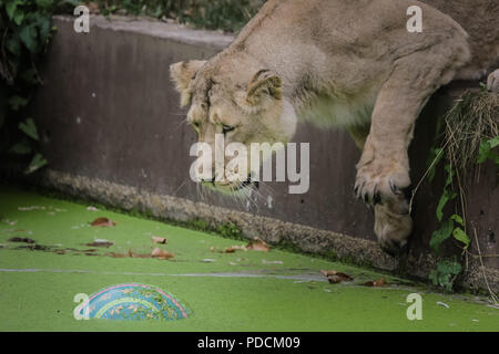 Londra, Regno Unito. Il 9 agosto, 2018. ZSL London Zoo leonesse asiatiche celebrano mondo Lion giorno. Credito: Chris Aubrey/Alamy Live News Foto Stock