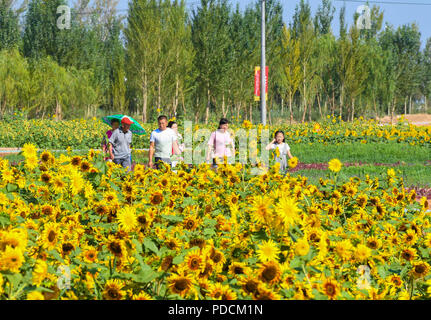 (180809) -- BAYANNUR, e il Agosto 9, 2018 (Xinhua) -- i turisti a piedi nel campo di girasole nella contea di Wuyuan in Bayannur, nel nord della Cina di Mongolia Interna Regione Autonoma, e il Agosto 9, 2018. Il girasole è il principale prodotto economico nella contea di Wuyuan e lo scenario del campo di girasole attrae molti turisti. (Xinhua/Peng Yuan) (zyd) Foto Stock