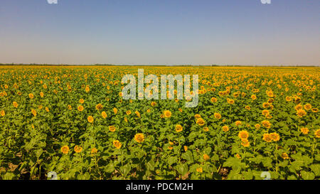 (180809) -- BAYANNUR, e il Agosto 9, 2018 (Xinhua) -- Foto aeree prese su Agosto 9, 2018 mostra lo scenario del campo di girasole nella contea di Wuyuan in Bayannur, nel nord della Cina di Mongolia Interna Regione Autonoma. Il girasole è il principale prodotto economico nella contea di Wuyuan e lo scenario del campo di girasole attrae molti turisti. (Xinhua/Peng Yuan) (zyd) Foto Stock