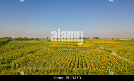 (180809) -- BAYANNUR, e il Agosto 9, 2018 (Xinhua) -- Foto aeree prese su Agosto 9, 2018 mostra lo scenario del campo di girasole nella contea di Wuyuan in Bayannur, nel nord della Cina di Mongolia Interna Regione Autonoma. Il girasole è il principale prodotto economico nella contea di Wuyuan e lo scenario del campo di girasole attrae molti turisti. (Xinhua/Peng Yuan) (zyd) Foto Stock