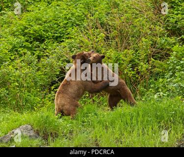 Gli orsi grizzly coniugata in grande orso nella foresta pluviale, British Columbia, Canada Foto Stock
