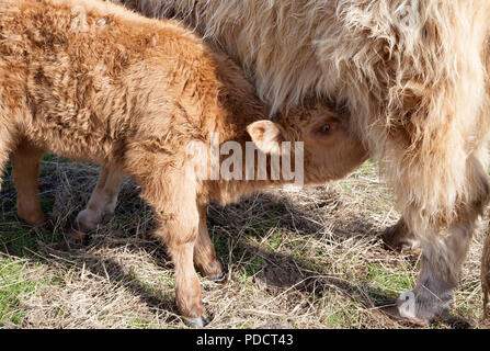 Giovani highland vitello lattante da essa madre. Foto Stock