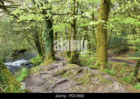 Draynes il legno e il fiume Fowey sul bordo di Bodmin Moor Cornovaglia Foto Stock