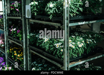 Vista ravvicinata di disposte varie piante e fiori in vasi da fiori in stand Foto Stock