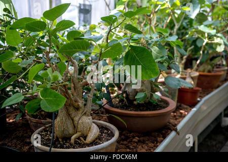 Vista ravvicinata di alberi di bonsai in vaso in giardino botanico Foto Stock