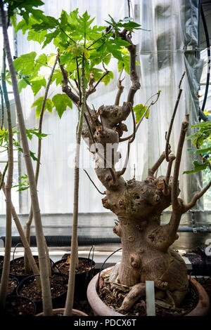 Vista ravvicinata di alberi di bonsai in vaso in giardino botanico Foto Stock