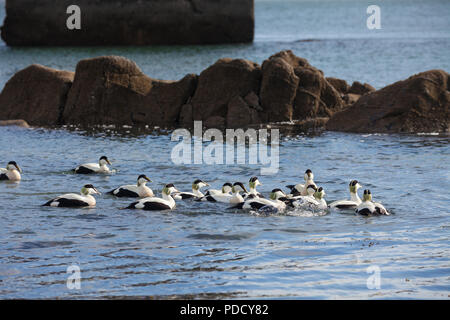 Un grande gruppo di maschio Eider anatre inseguono a lone femmina durante la stagione di accoppiamento, Fife Scozia. Foto Stock