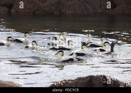 Un grande gruppo di maschio Eider anatre inseguono a lone femmina durante la stagione di accoppiamento, Fife Scozia. Foto Stock